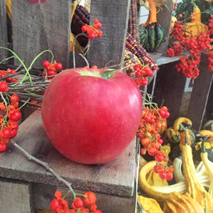 farm fruit apple